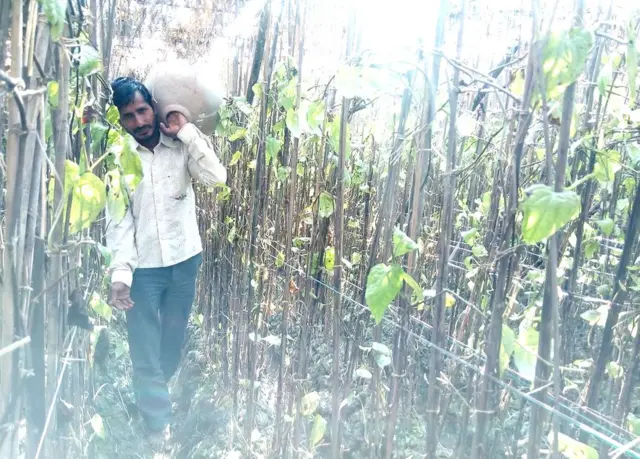 पान की सिंचाई