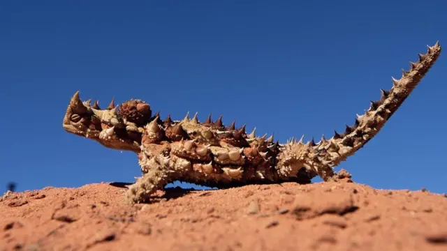 Demônio espinhento, lagarto australiano