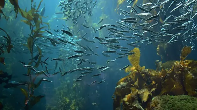 சுவாசிக்க முடியாமல் திணறும் பெருங்கடல்கள் - ஓர் எச்சரிக்கை