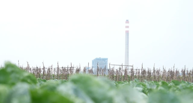 indramayu, pesisir, pertanian, swasembada pangan, pantura