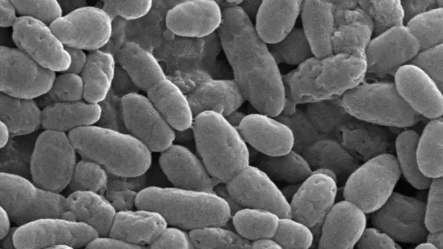 மீத்தேன், பாக்டீரியா, காலநிலை மாற்றம்