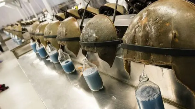 人类利用鲎血的抗菌能力开发出了细菌检测剂——鲎试剂。