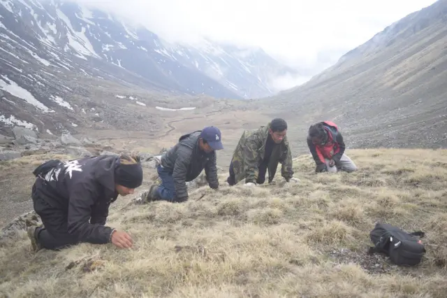 यार्चागुम्बा सङ्कलन
