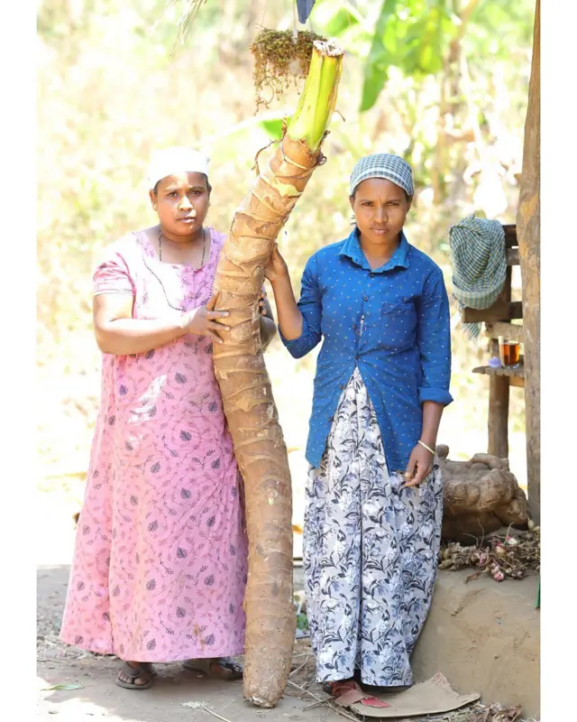 ஆளுயர மரவள்ளிக் கிழங்கை காப்பாற்ற இந்த பழங்குடி பெண்கள் போராடுவது ஏன்?