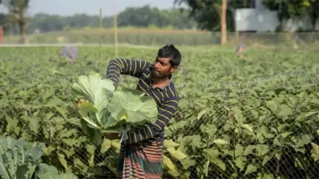 বিশেষজ্ঞরা বলছেন, দেরিতে বৃষ্টিপাত হলে তার নেতিবাচক প্রভাব পড়ে শীতকালীন ফসলের ওপরে