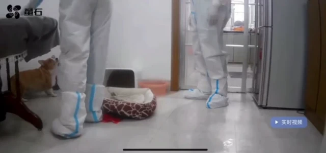 傅女士从监控中看到两名防疫人员用金属棒击打她的柯基犬。