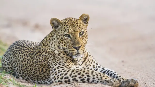 చెరకుతోటల్లో చిరుత పులులు