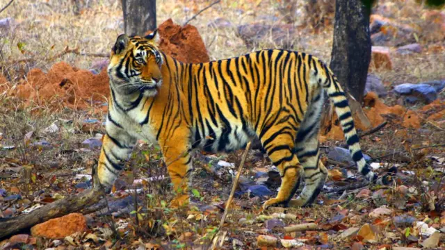 বাঘ জঙ্গলে নিজের এলাকা সব সময় চিহ্নিত করে রাখে