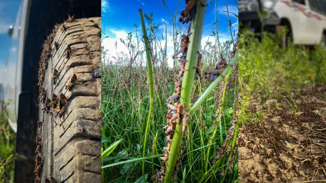 Сүрөт июнь айында Баткендин талааларында тартылган 