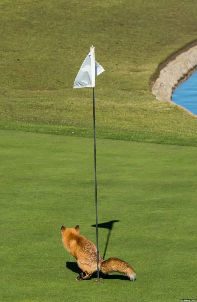 ਗੋਲਫ ਕੋਰਸ ਉੱਤੇ ਲੂੰਬੜੀ, ਡਗਲਸ ਕ੍ਰੋਫਟ