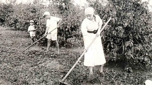 Grupo de agricultores imigrante em plantação de café