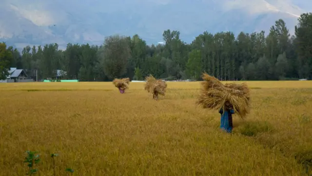 ধানক্ষেত