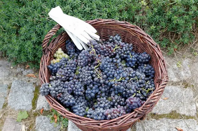 Kebun anggur di Paris