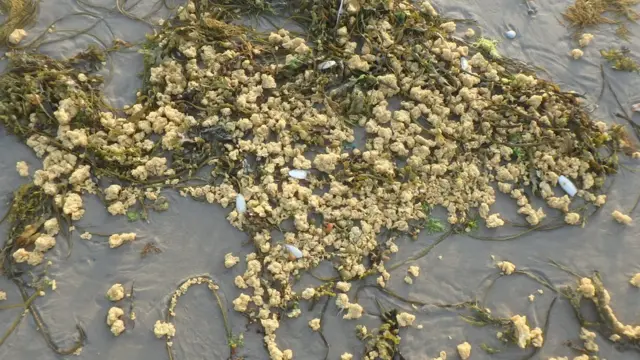 Parafina aparecida en la costa norte de Francia