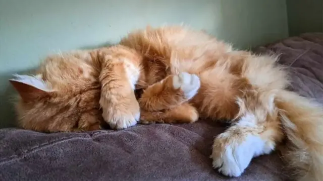 น้องแมว “เออร์นี” ของีบหลับสักครู่