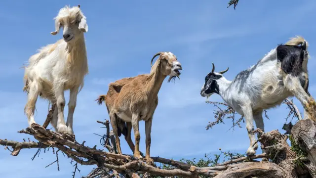 Cabras en Marruecos