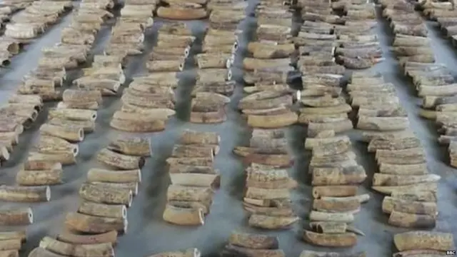 हाथी दांत