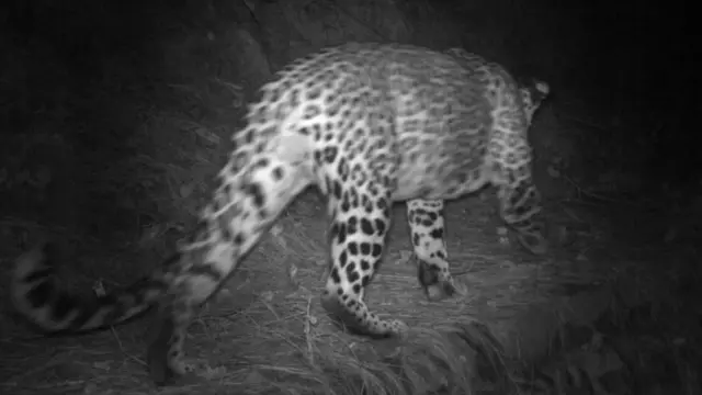 तेंदुआ-मानव संघर्ष