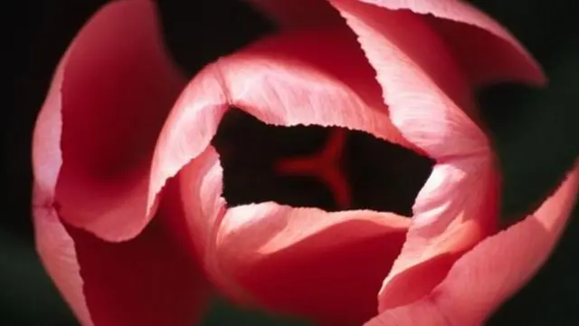 सेक्सः अरब देशांमधल्या 'कामसूत्रा'बद्दल तुम्हाला माहिती आहे का?