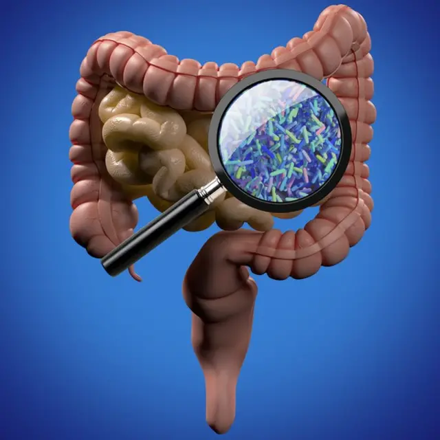 Intestinos lupa y bacterias