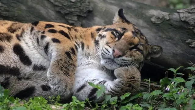 борнейский дымчатый леопард