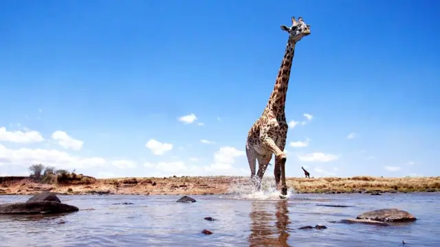 Жирафы - самые высокие из сухопутных млекопитающих