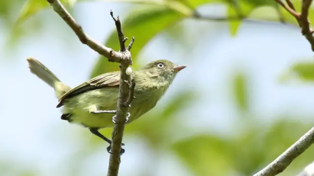 El pájaro Poaieiro-de-Chico-Mendes