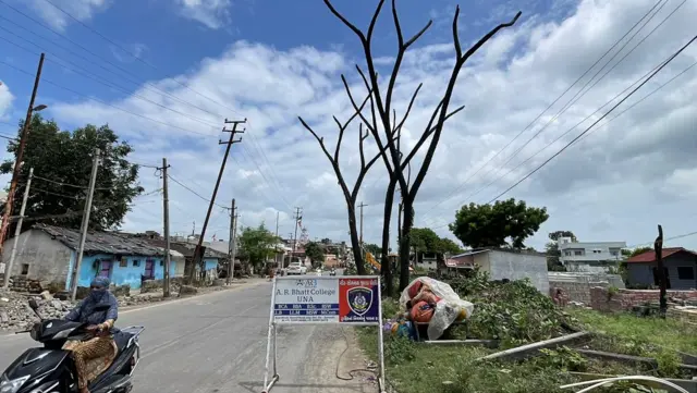 ઉના, વેરાવળ, દીવ, રાવણતાડ, ગુજરાતની વનસંપદા, બીબીસી ગુજરાતી, જૂનાગઢ, કુદરત, પ્રકૃતિ, રાવણતાડ, ખેતી