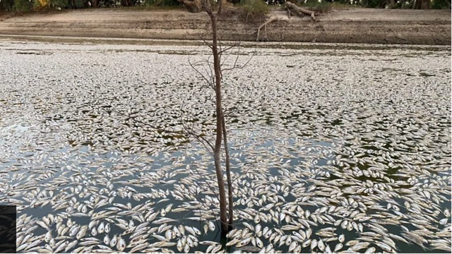 मासे