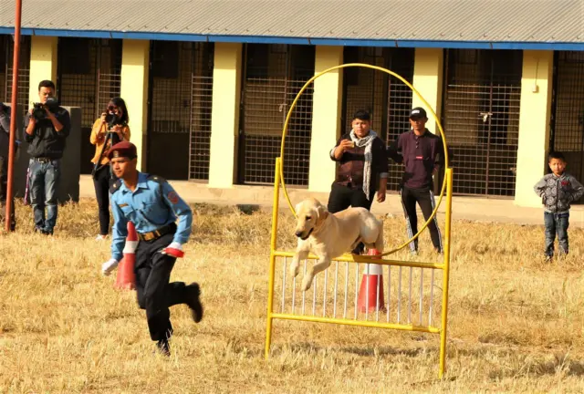 पहेँलो रङ्गको रिङ पार गर्दै एउटा प्रहरीको तालिमप्राप्त कुकुर। छेउमा एक जना प्रहरी अधिकारी पनि दौडिरहेका छन्।
