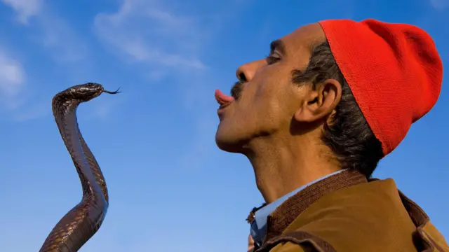 Un encantador de serpientes le saca la lengua a una cobra, que tiene su propia lengua afuera