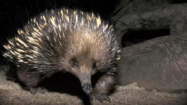 டைனோசர் காலத்து உயிரினம் கண்டுபிடிப்பு