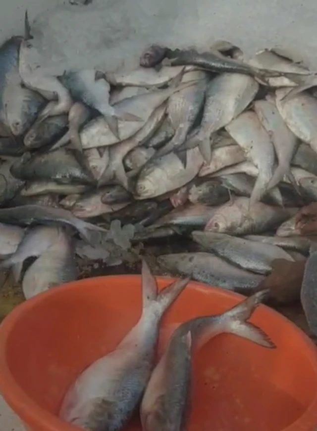 ભરૂચથી ટેમ્પોમાં ભરાઈ રહેલી હિલ્સા