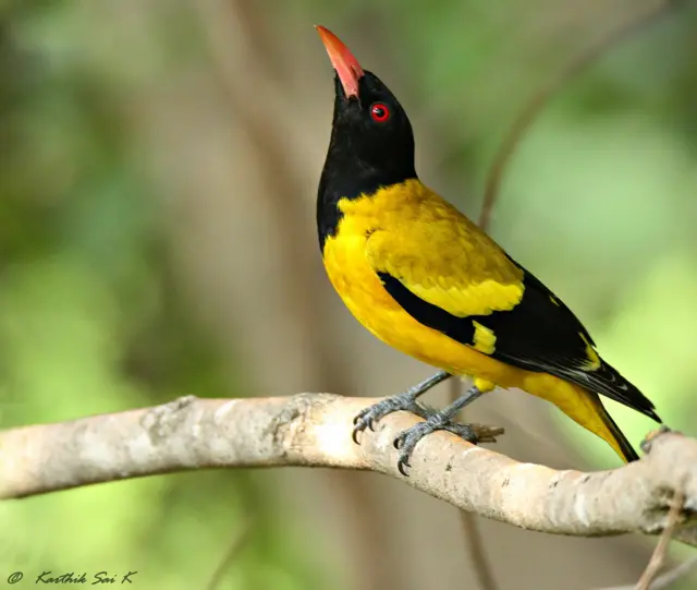 వరల్డ్ ఫొటోగ్రఫీ డే 