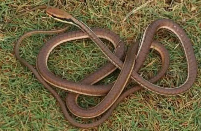 வெண்கல மரப் பாம்பு, விலங்கினம், குஜராத்