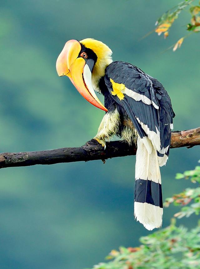 இருவாச்சி - உலக காட்டுயிர் தினம்