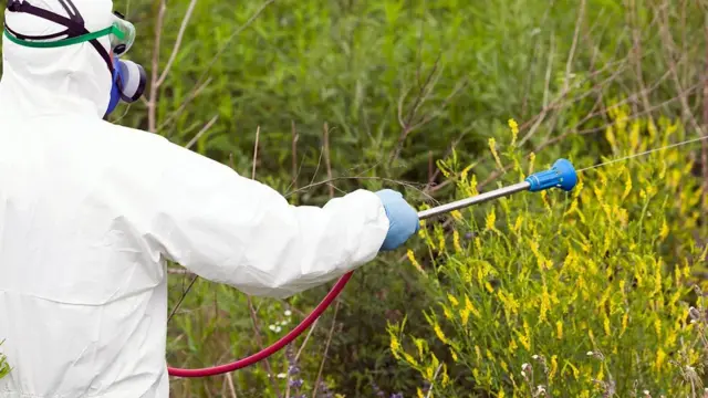 Ambrozija, polen, alergije, klimatske promene