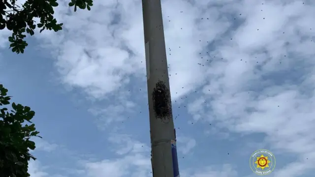 swarm of bees on a pole 