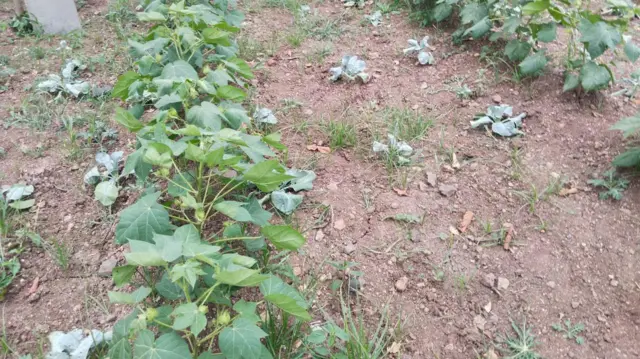 पावसाअभावी कपाशीच्या पिकानं माना टाकायला सुरुवात केली आहे.