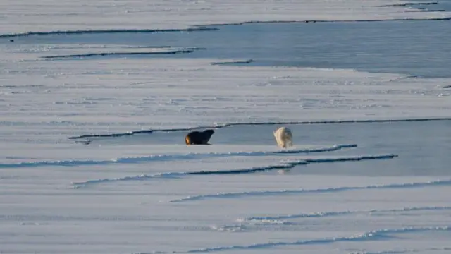 Самець білого ведмедя нападає на моржа на морському льоду поблизу льодовиків у східному Шпіцбергені, на архіпелазі Шпіцберген, 9 квітня 2025 року.
