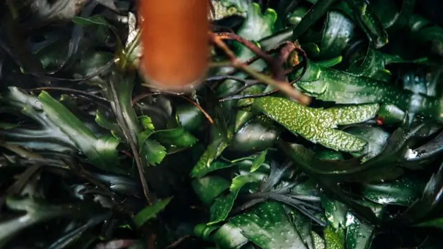 Водорості спочатку обдають парою