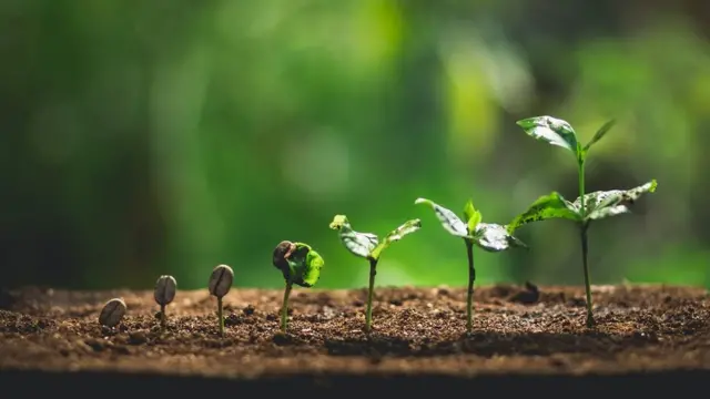 کافی کا پودا