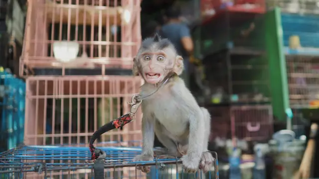 Bayi monyet dijual di pasar
