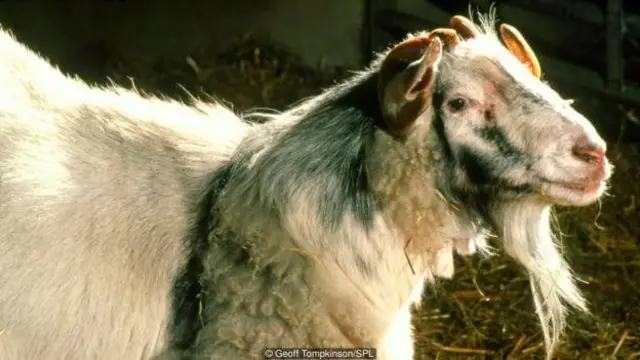 Campuran antara kambing dan domba, geep.