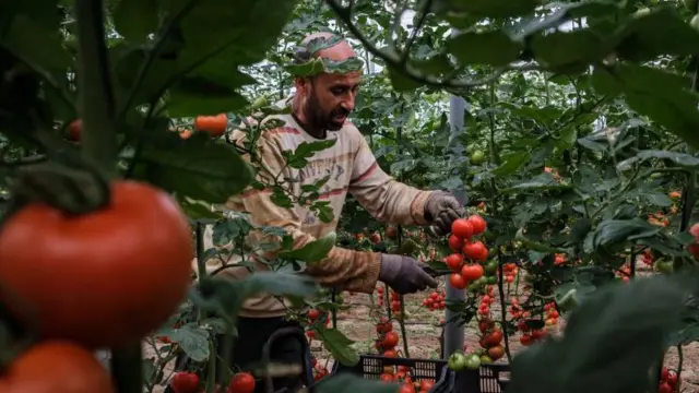 Un travailleur dans une serre.