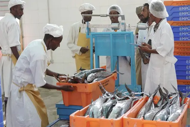 ዓሳ ዝዕሽጉ፡ ኤርትራ