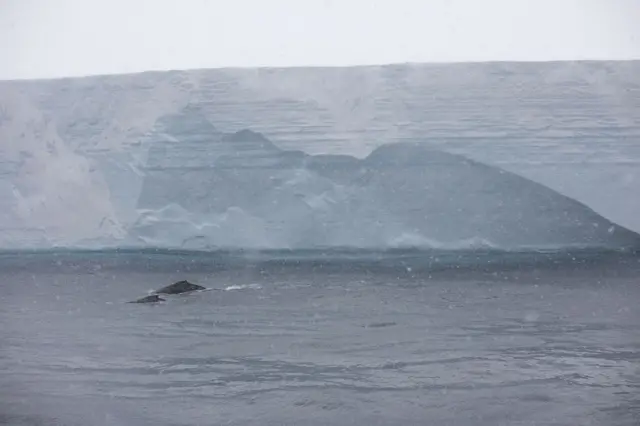 Dos ballenas jorobadas junto al Iceberg A-68 en 2020.