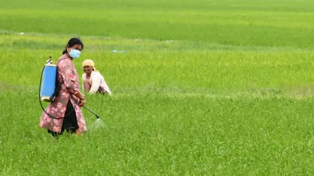 खेतमा काम गर्दै महिला