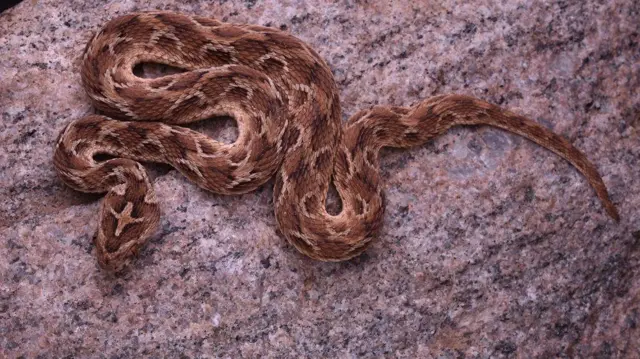 நஞ்சுள்ள, நஞ்சற்ற பாம்புகளை வகைப்படுத்தி எளிதாக அடையாளம் காண்பது எப்படி?