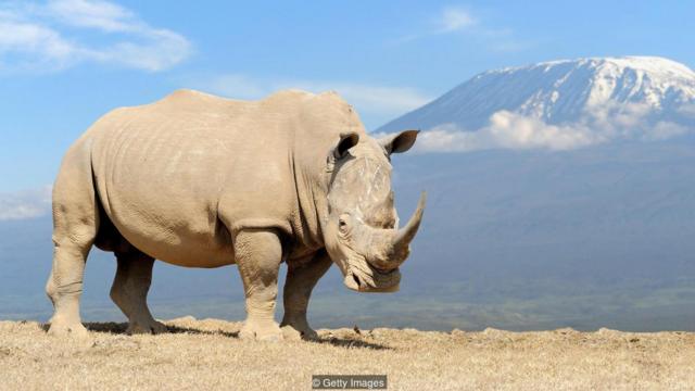 保护如白犀牛等濒危物种的行为存在争议（Credit: Getty Images）